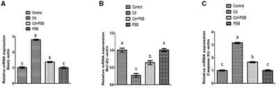 Alleviative effects of pinostrobin against cadmium-induced renal toxicity in rats by reducing oxidative stress, apoptosis, inflammation, and mitochondrial dysfunction